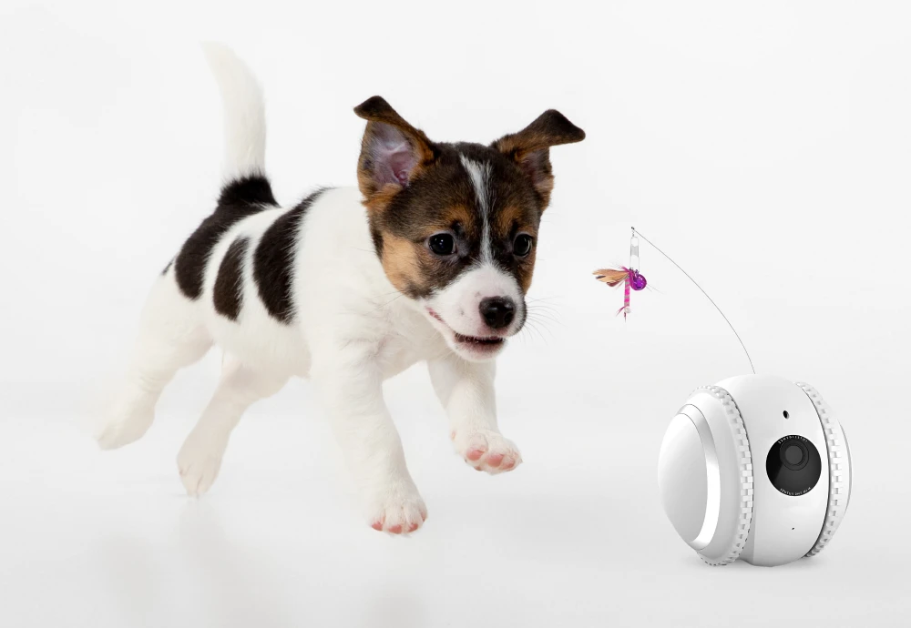 wireless pet camera system