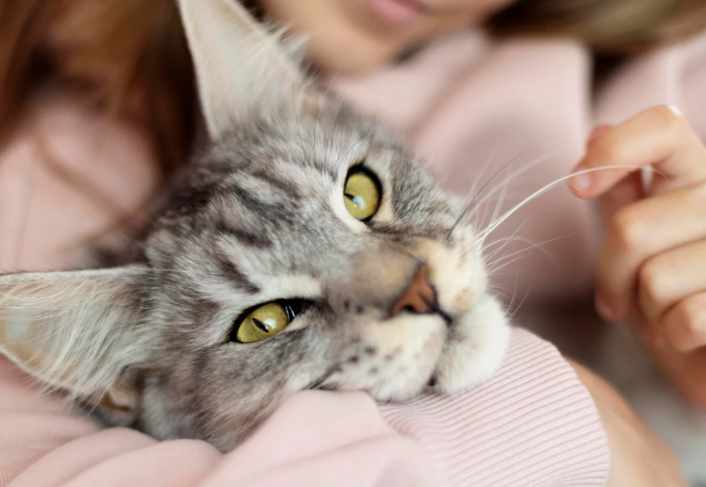 portable pet camera